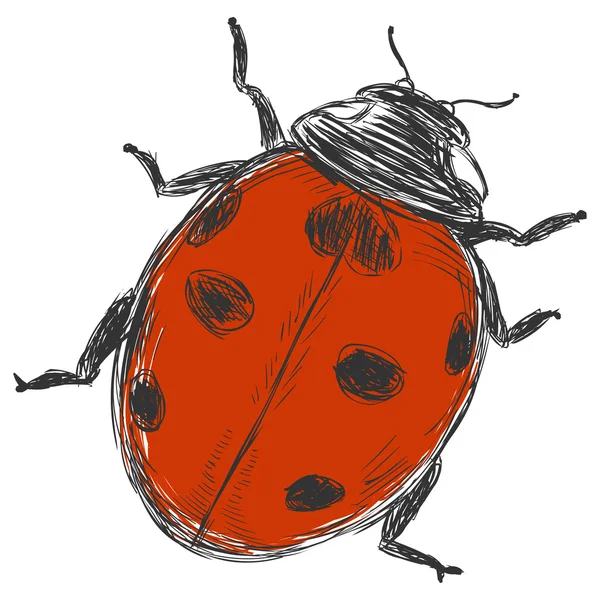 Vector sketch illustration - ladybug — Stock Vector