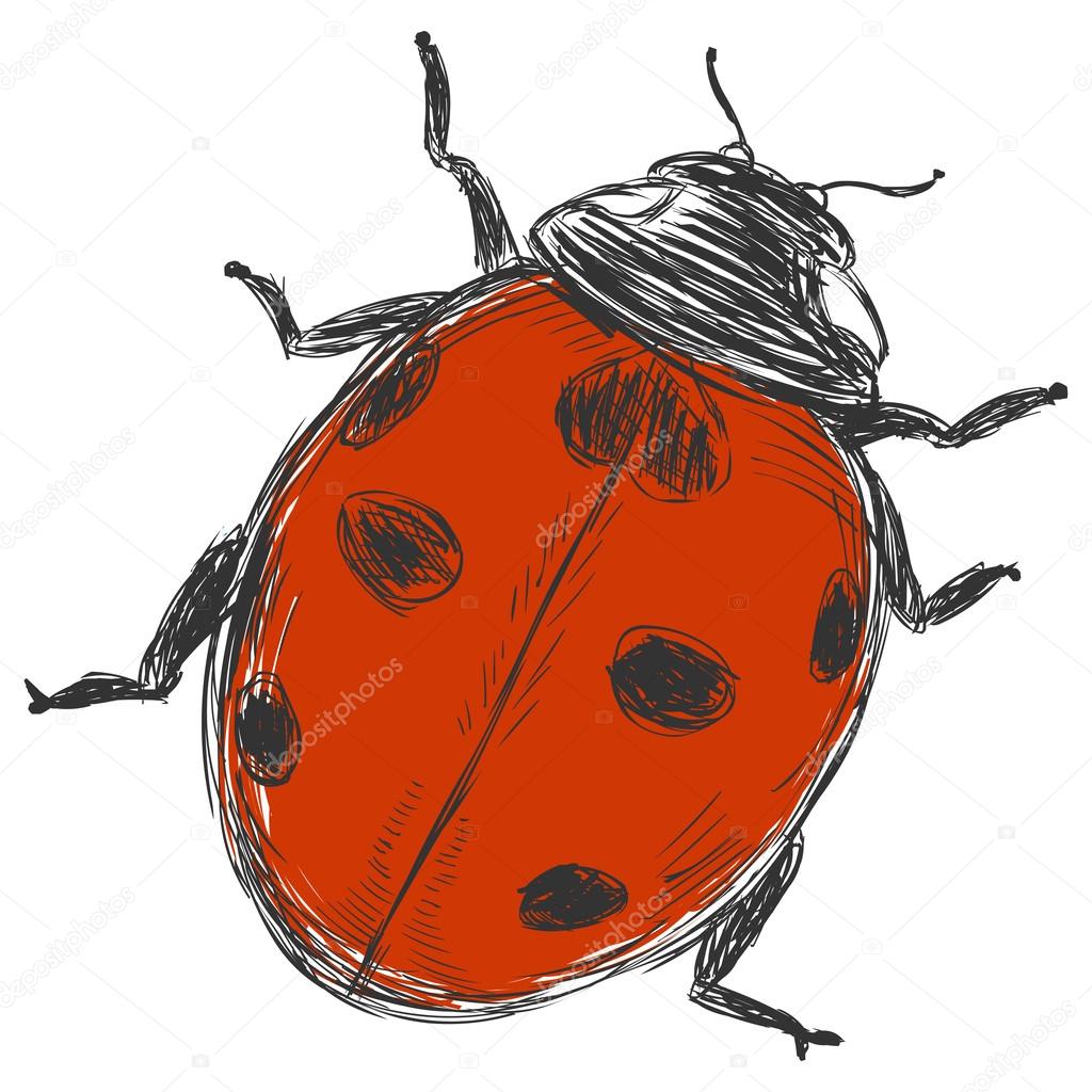 Vector sketch illustration - ladybug