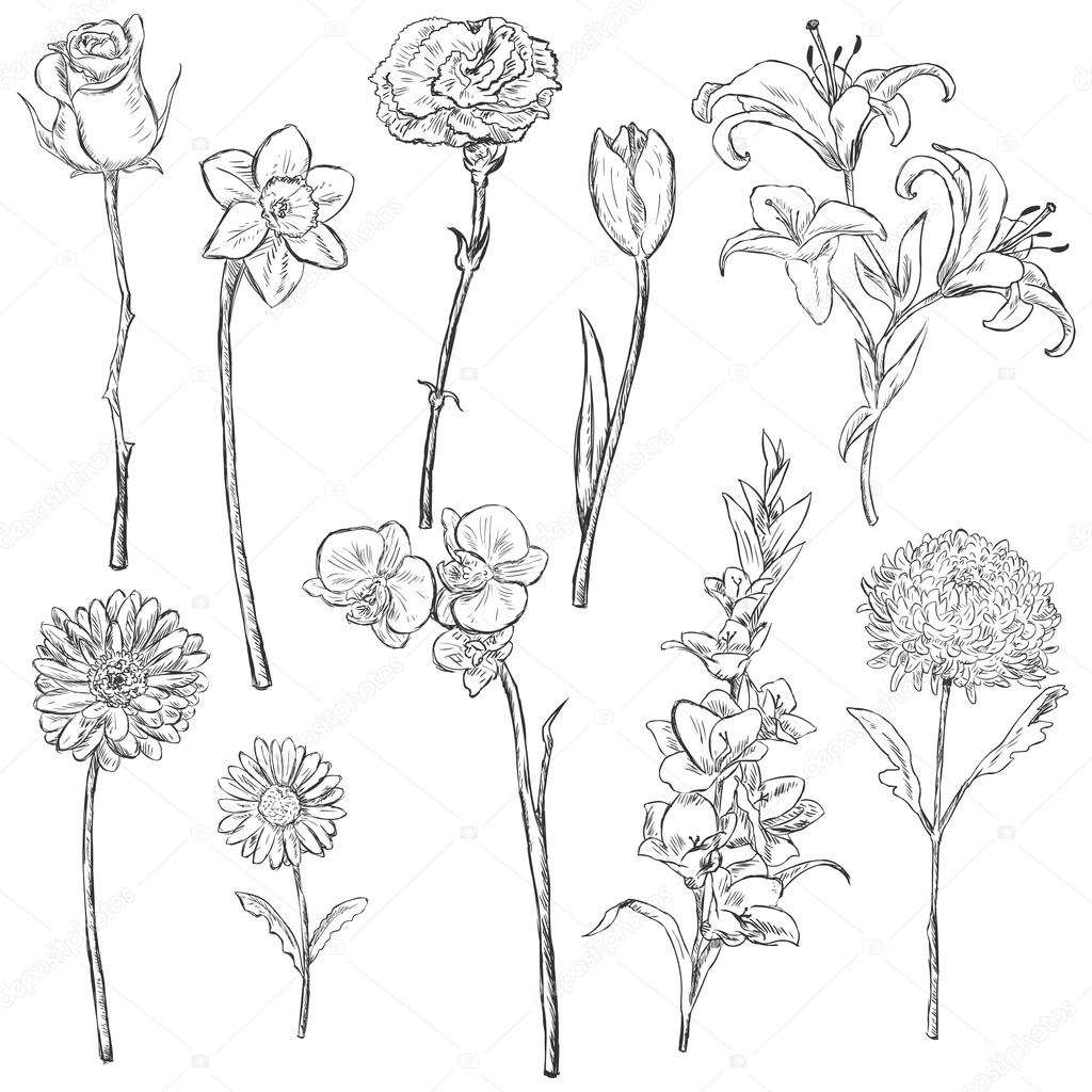Vector Set of Sketch Flowers