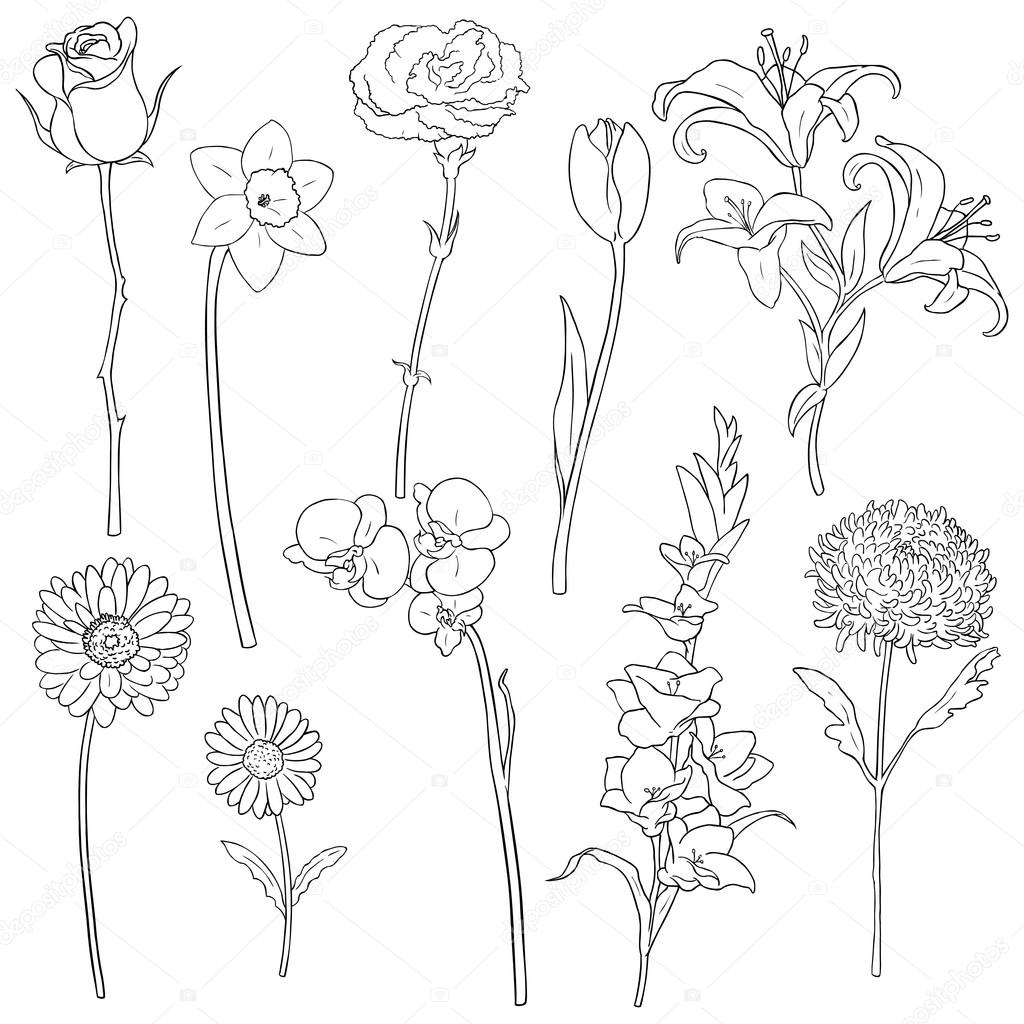 Vector Set of Outline Flowers