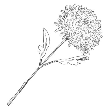 Vector Sketch Illustration - chrysanthemum clipart
