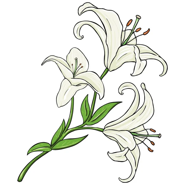 Wektor kreskówka ilustracja na białym tle - biała lilia — Wektor stockowy
