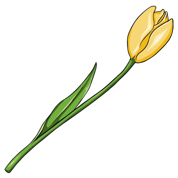 Wektor kreskówka na białym tle ilustracja - żółty tulipan — Wektor stockowy