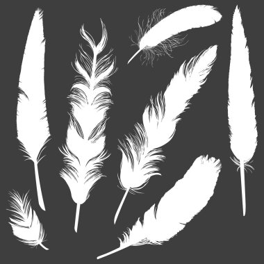 Beyaz kuş tüyü siluetleri vektör kümesi