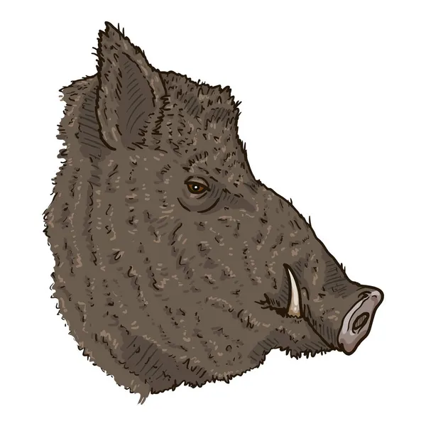 Desenhos Animados Vetoriais Wild Boars Head Illustration Vista Lateral — Vetor de Stock