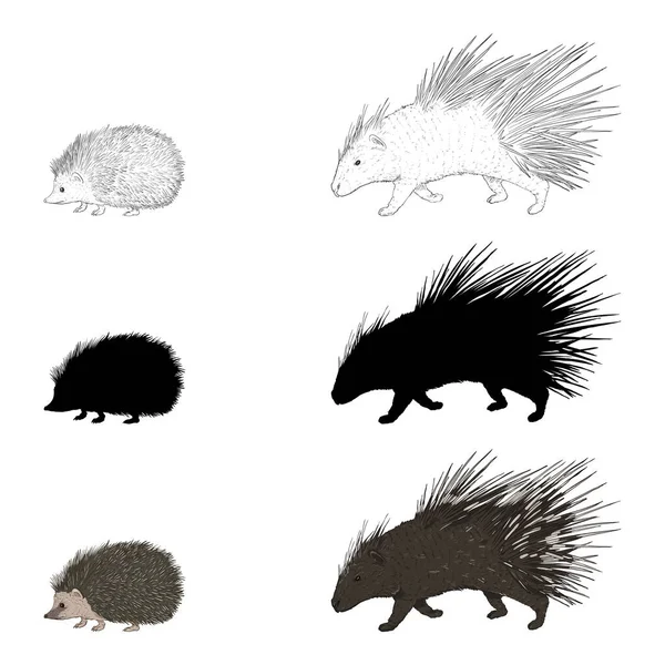Διάνυσμα Σετ Από Porcupine Και Hedgehog Εικονογραφήσεις Διαφορετικές Τεχνοτροπίες Σκίτσο — Διανυσματικό Αρχείο