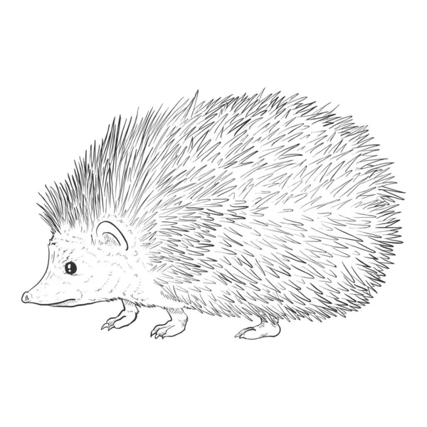 Hedgehog Σκίτσο Χέρι Σχεδιάζεται Διανυσματική Απεικόνιση Λευκό Φόντο — Διανυσματικό Αρχείο