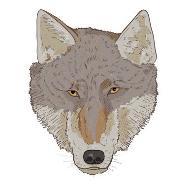 Wolf Head Front View Vektör Çizgi Filmi İllüstrasyonu
