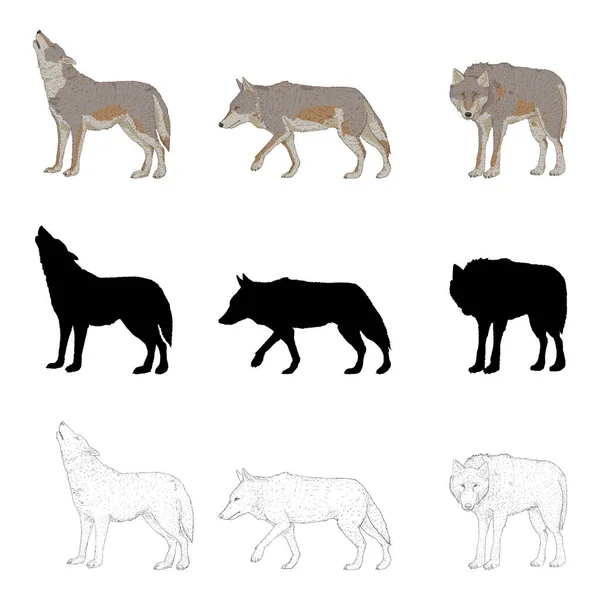 不同类型的狼群图解的向量集 轮廓和绘图 — 图库矢量图片
