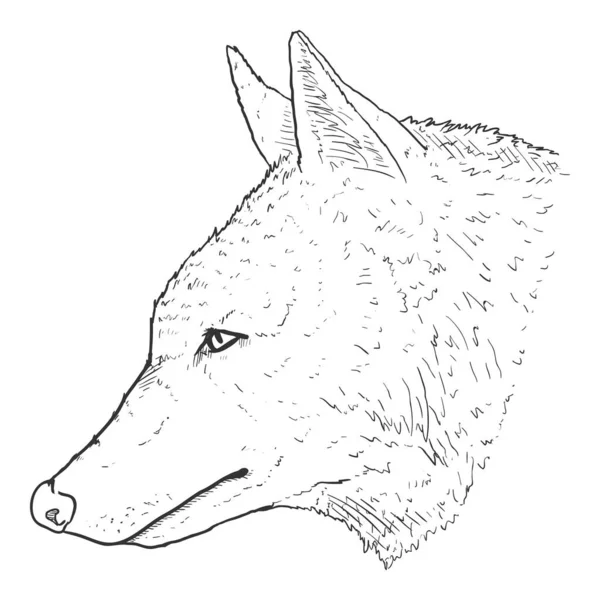 Wolf Head Sidovy Vektor Skiss Illustration — Stock vektor