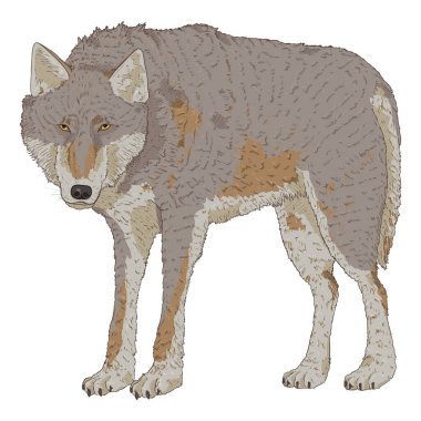 Kurt Duruşu ve Vektör Çizgi Film Çizimi