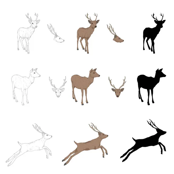 鹿のイラストのベクトルセット 動物の様々なスタイルと立場 立ち上がりジャンプ サイドビューとフロントビュー — ストックベクタ