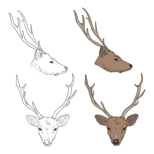 Vector Set Cartoon Sketch Deer Heads Portrait Animal — Stock Vector