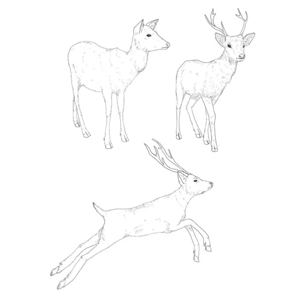 Vector Set Penciling Sketch Deer Illusrations — Stock Vector