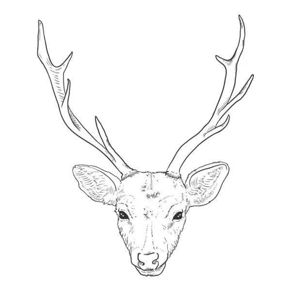 Vector Sketch Head Deer Tampilan Depan - Stok Vektor