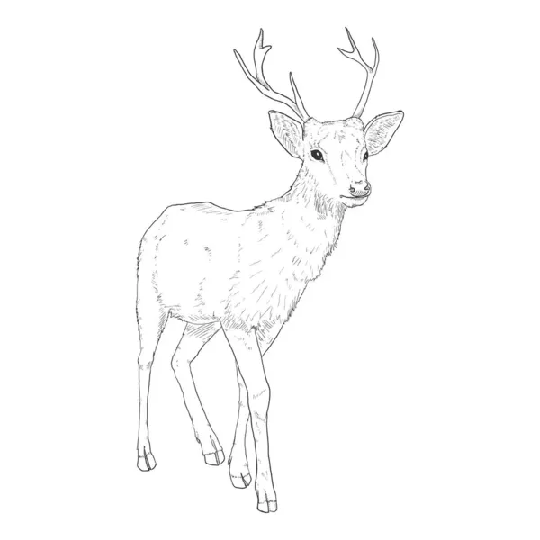 Vector Sketch Standing Deer Illustration White Bakcground - Stok Vektor