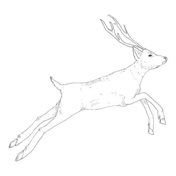 Vector Sketch Jumping Deer Illustration White Bakcground - Stok Vektor