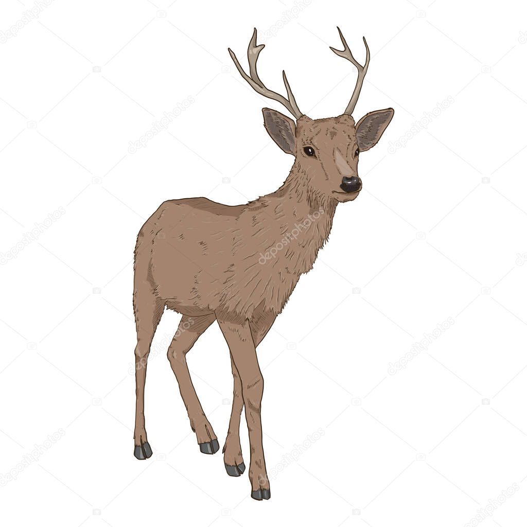 Vector Cartoon Deer. Front View Full Body Isolated Illustration