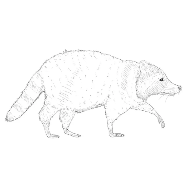 Croquis Raton Laveur Marchant Sur Fond Blanc Isolé Illustration Dessinée — Image vectorielle