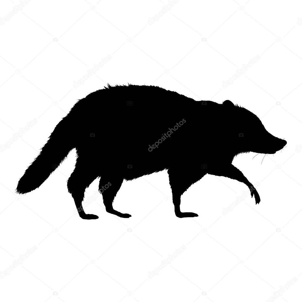 Raccoon Black Silhouette Walking on Isolated White Background. Side View Illustration.