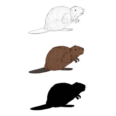 Vector Set of Beaver Illustrations. Different Styles - Sketch, Cartoon and Silhouette Images.