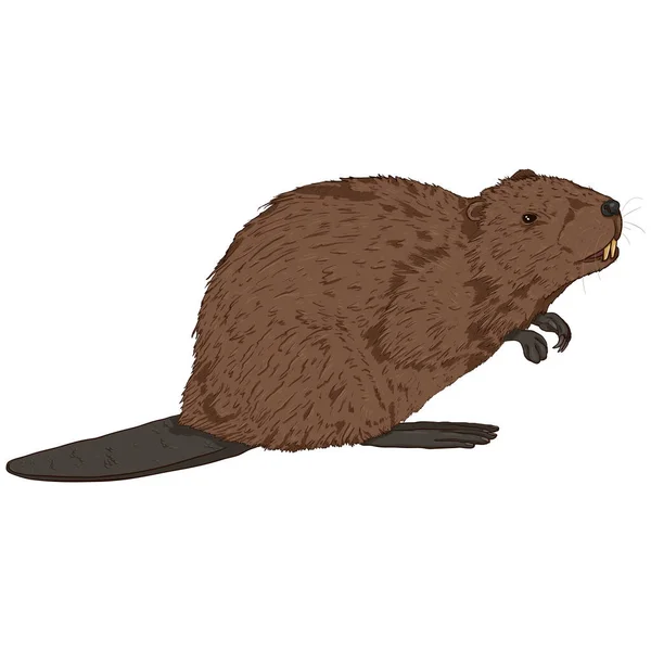 Beaver Cartoon Vector Illustration White Background — Stok Vektör