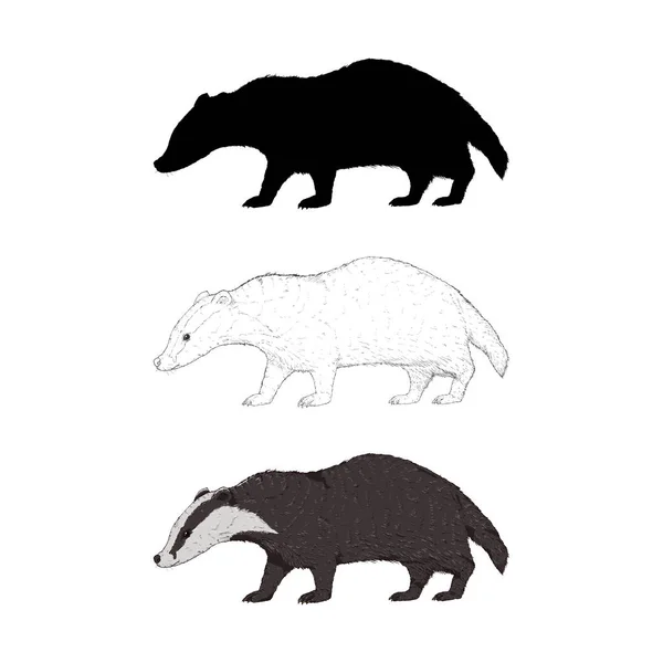 Vector Set Badger Illustration Different Graphic Styles Silhouette Sketch Cartoon — Stock Vector