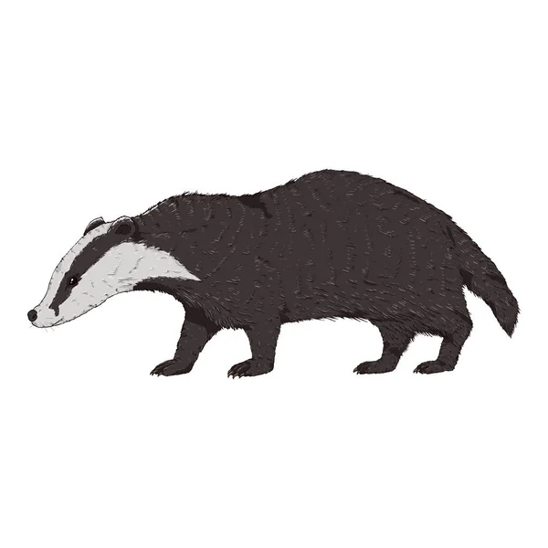 Badger Animal Salvaje Aislado Dibujos Animados Sola Ilustración Sobre Fondo — Archivo Imágenes Vectoriales