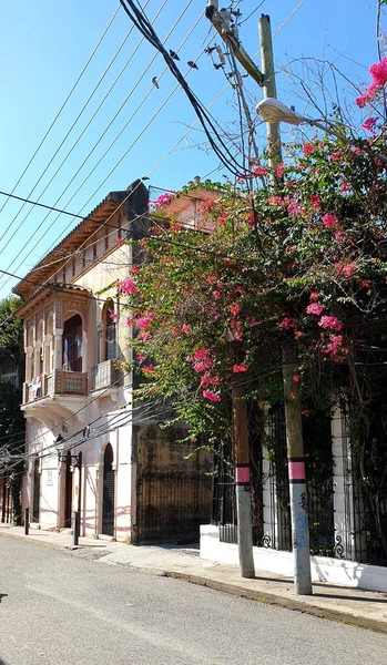 2022年1月26日 多米尼加共和国圣多明各 殖民地的街道 房屋及树木 — 图库照片