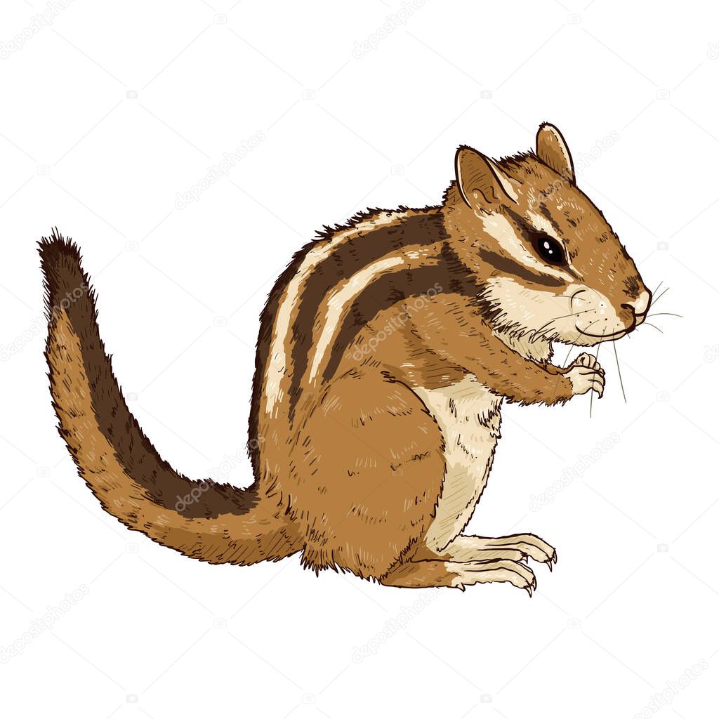 Cartoon Chipmunk. Vector Comics Style Rodent Illustration on White Background