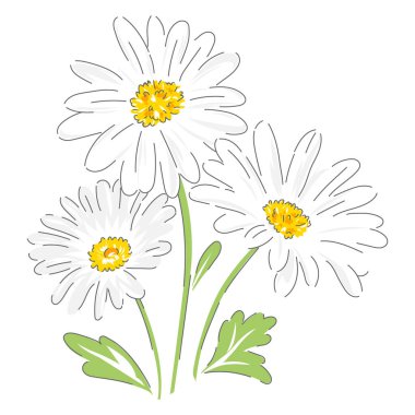 Daisy el çizimi vektör illüstrasyonu