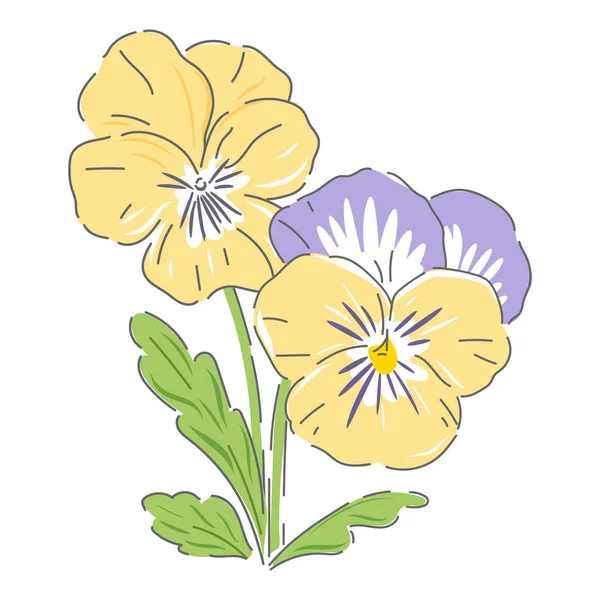 Pansy Fleur Printemps Botanique Illustration Vectorielle Dessinée Main Isolée Sur — Image vectorielle