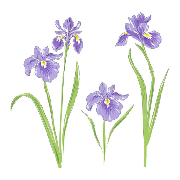 Iris tavaszi virág botanikai vektor illusztráció — Stock Vector