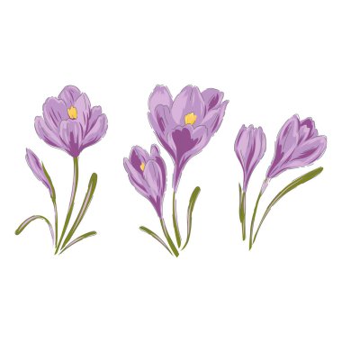 Crocus el çizimi vektör çizimi 