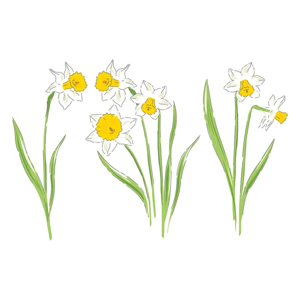 Daffodil bloem botanische hand getrokken set geïsoleerd — Stockvector
