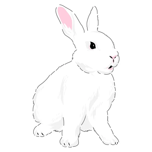 Bonito primavera coelho da Páscoa mão desenhada ilustração Gráficos De Vetores