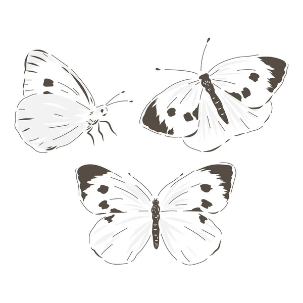 Ensemble vecteur dessiné à la main papillon jardin blanc — Image vectorielle