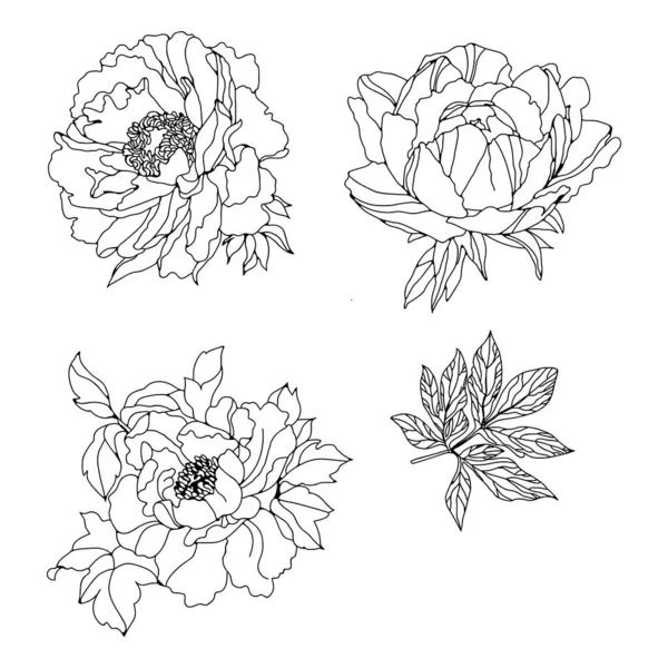 Impostare Peonie Monocromatiche Illustrazione Vettoriale Creativo Disegno Realistico Peonia Dipinti — Vettoriale Stock