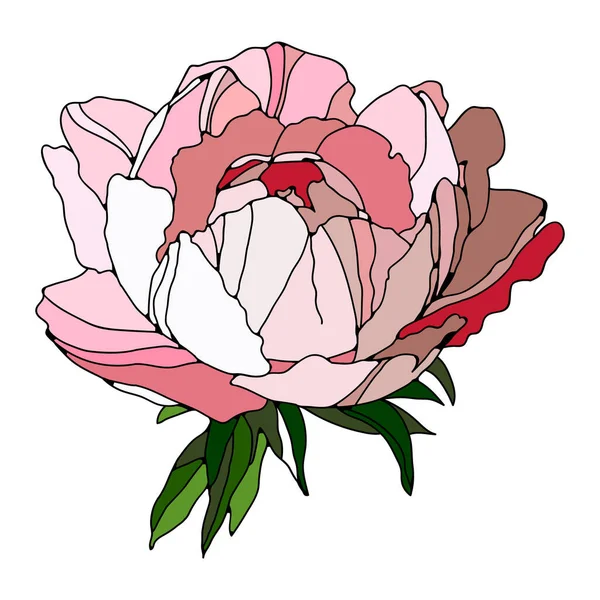 Peonía Colorida Floral Ilustración Vectorial Dibujo Realista Creativo Tatuaje Pinturas — Vector de stock