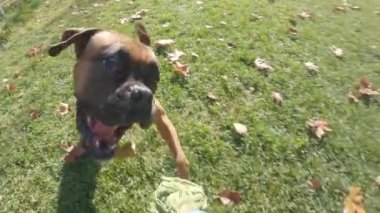 Parkta bir oyuncakla oynarken çimenlerde koşan boksör köpeği. Hayvanlar kavramı.