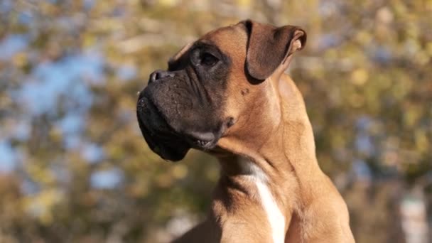 公園で屋外に立っている間 愛らしいボクサー犬の姿を間近で見ることができます 動物とペットの概念 — ストック動画