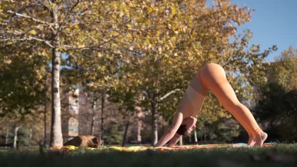 Parkta Yoga Yapan Kadın Boksör Köpeğiyle Köpek Pozu Veriyor — Stok video
