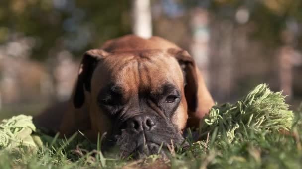 Vista Perto Cão Boxeador Adorável Olhando Redor Enquanto Está Livre — Vídeo de Stock