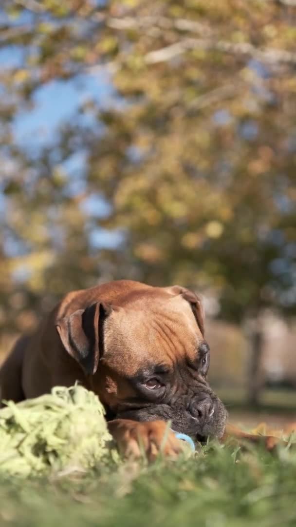 Close Uitzicht Een Schattige Bokser Hond Die Rondkijkt Terwijl Hij — Stockvideo