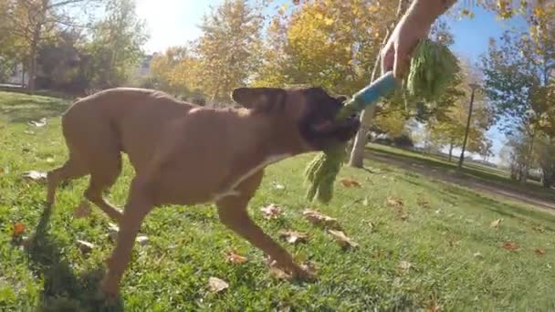 Pies Bokser Biegający Trawie Podczas Zabawy Zabawką Świeżym Powietrzu Parku — Wideo stockowe