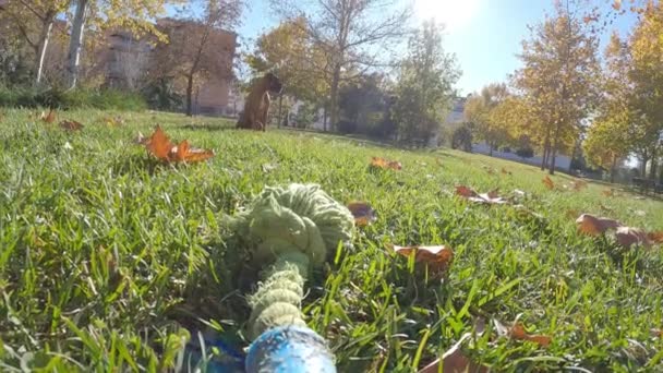 Боксерская Собака Бегает Траве Играя Игрушкой Открытом Воздухе Парке Концепция — стоковое видео