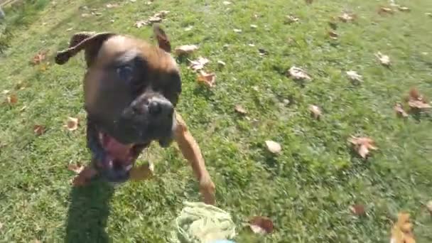 公園の屋外でおもちゃで遊んでいる間 芝生の上を走るボクサー犬 動物概念 — ストック動画