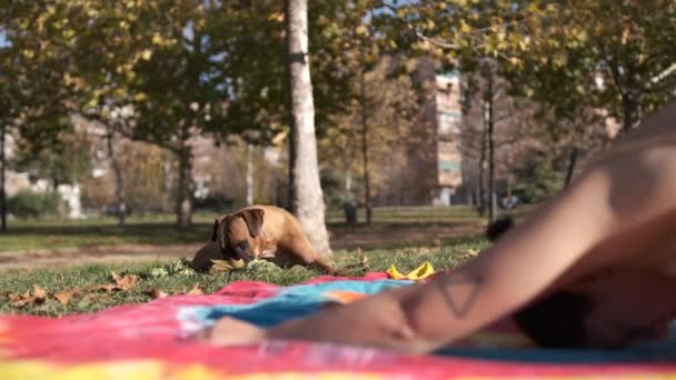 Sportieve Vrouw Doet Yoga Oefeningen Terwijl Haar Hond Speelt Met — Stockvideo