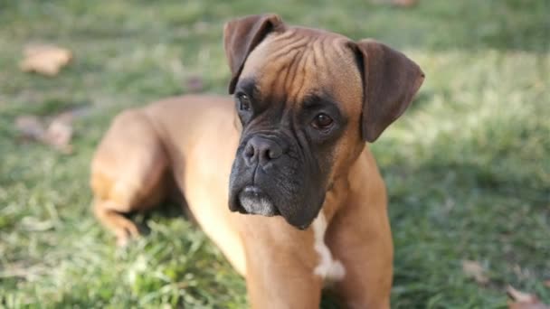 Close View Adorable Boxer Dog Looking While Standing Outdoors Park — Stock Video