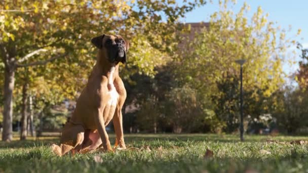園内の芝生の上を走るボクサー犬がオーナーが投げつけたおもちゃをキャッチ 動物とペットのコンセプト — ストック動画